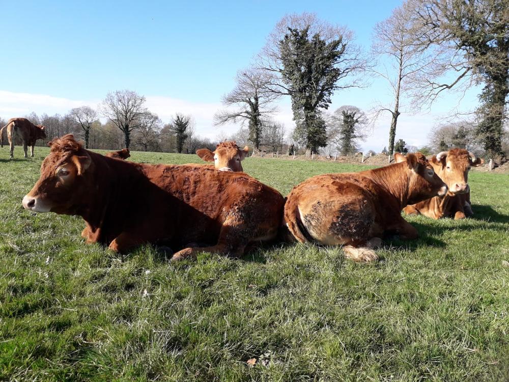 vaches-entrain-de-ce-reposer