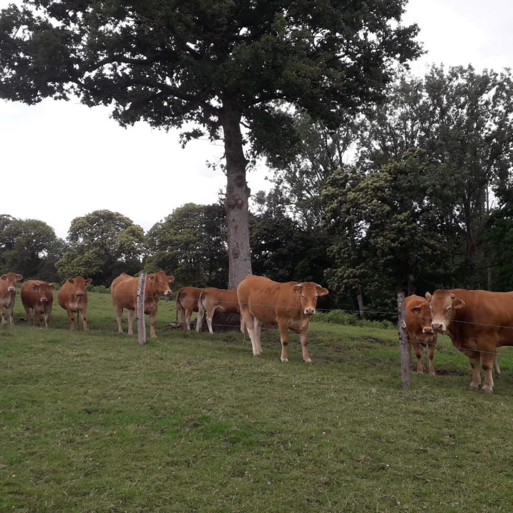 troupeau-vaches