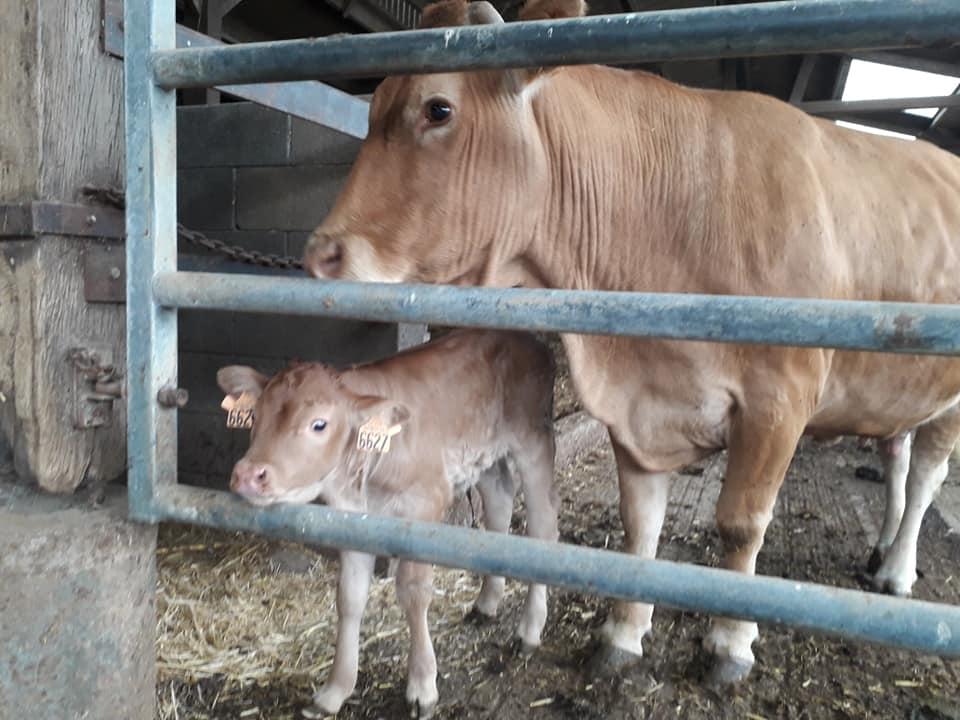 vache-et-veau