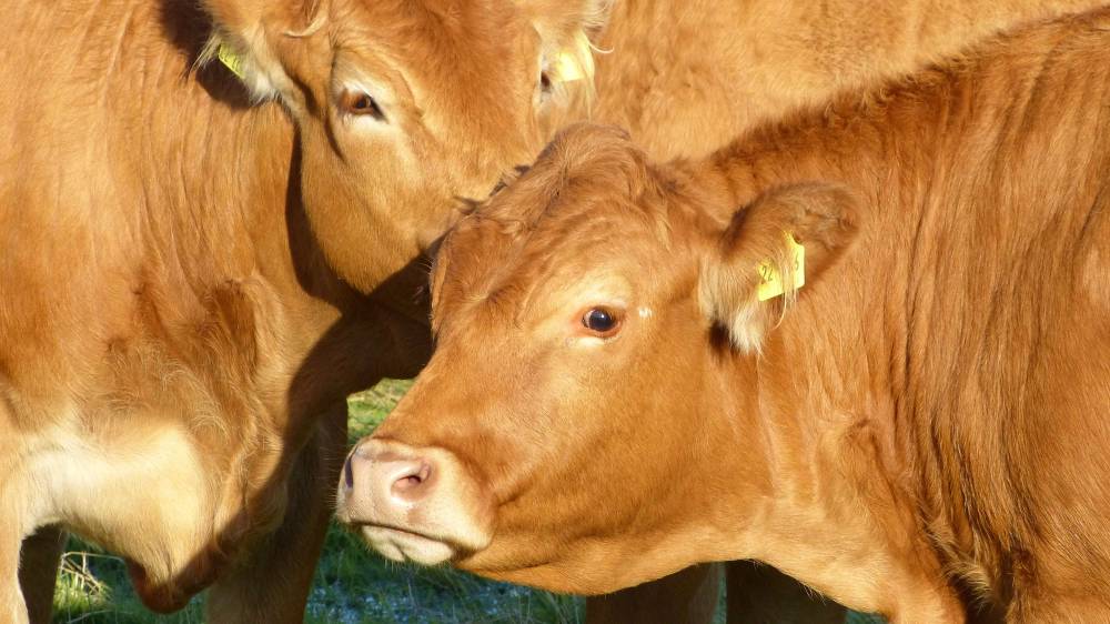 vente de rillettes et de plats préparés Fougères