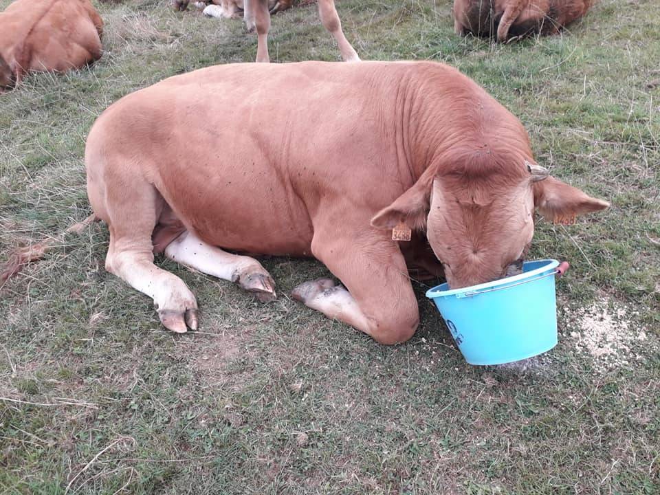 vache-entrain-de-manger