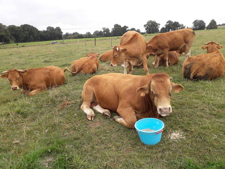 vaches-limousine-en-repos