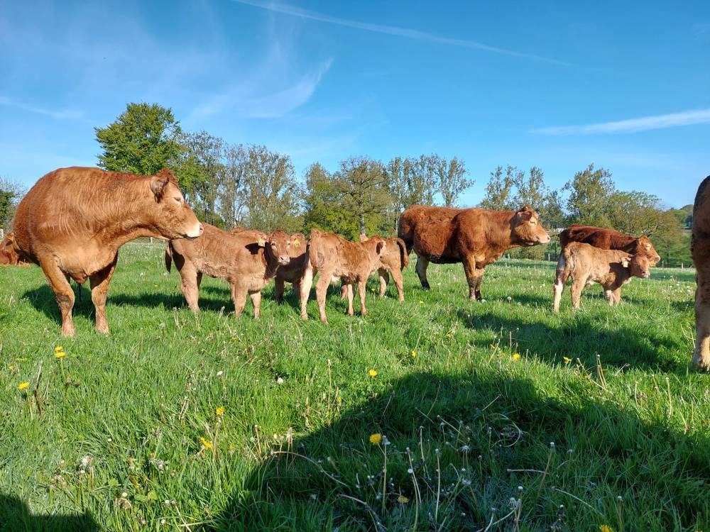 troupeau-vaches-limousine